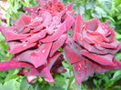 DSC01253