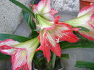 DSC01268