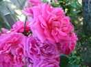 DSC01340