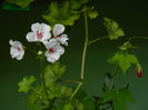 DSCN0483