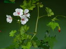 DSCN0484