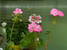 DSCN0493