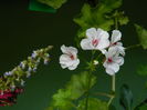 DSCN0496