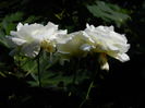 DSCN0498