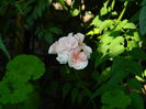 DSCN0503