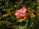 DSCN0517