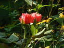 DSCN0518