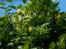 DSCN0531 lonicera