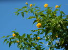 DSCN0532 kerria japonica