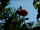DSCN0534