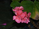 DSCN0535