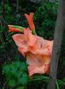 DSCN0540