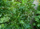 DSCN0545