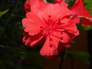 DSCN6947