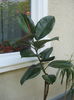 Picture My plants 527