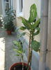 Picture My plants 538