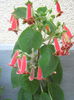 Picture My plants 534