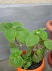 Picture My plants 541