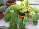 Picture My plants 545