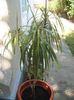 Picture My plants 549