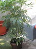 Picture My plants 551
