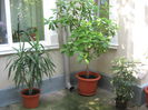 Picture My plants 553