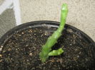 Picture My plants 568