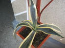 Picture My plants 570