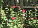 Picture My plants 576