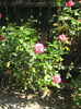 Picture My plants 578