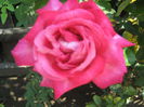 Picture My plants 579