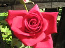 Picture My plants 580