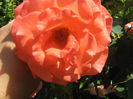 Picture My plants 582