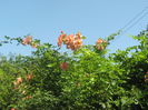Picture My plants 583