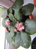 Picture My plants 594