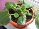 Picture My plants 595