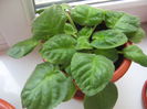 Picture My plants 596