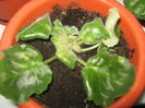 Picture My plants 599
