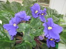 Picture My plants 622