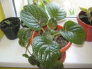 Picture My plants 592