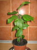 Picture My plants 602