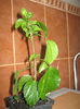 Picture My plants 605