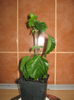 Picture My plants 604
