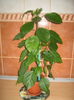 Picture My plants 607