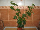 Picture My plants 609