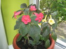 Picture My plants 620