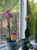 Picture My plants 611