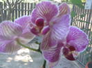 Picture My plants 613