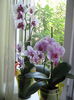 Picture My plants 617