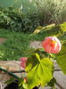 DSCN0248